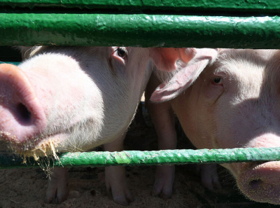 &laquo;Мясо пойдет в Китай, а дерьмо останется нам&raquo;: как одну российскую область захватили свиньи